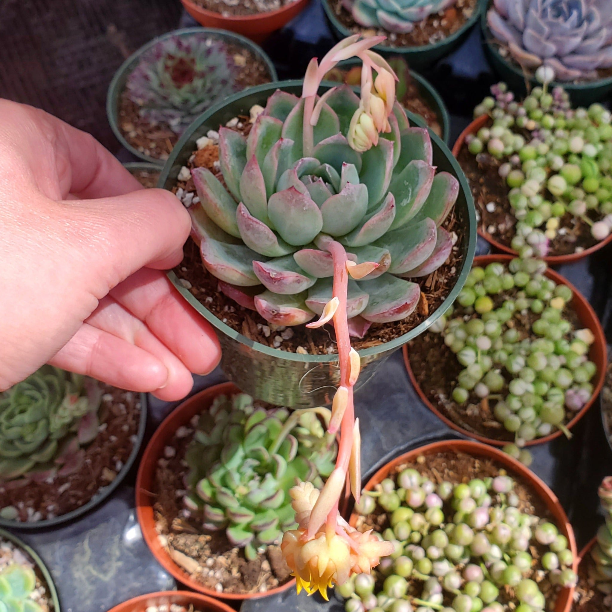 echeveria pulidonis succulent Echeveria 'Pulidonis'