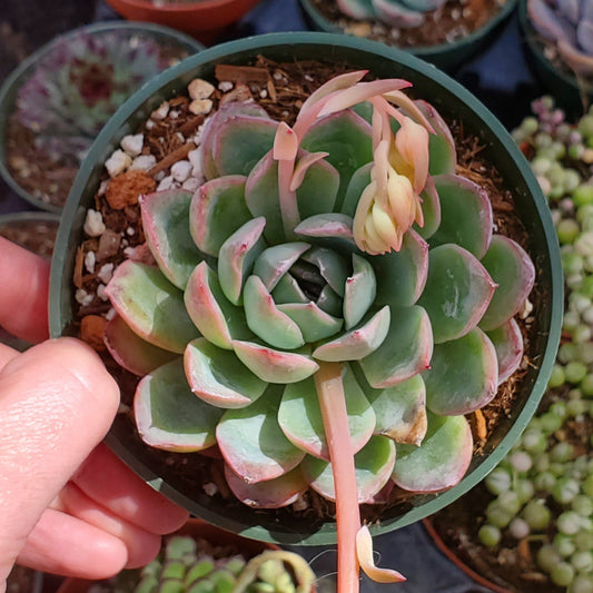 Echeveria 'Pulidonis'