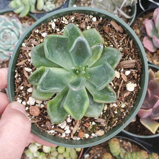 Echeveria 'Goochie'