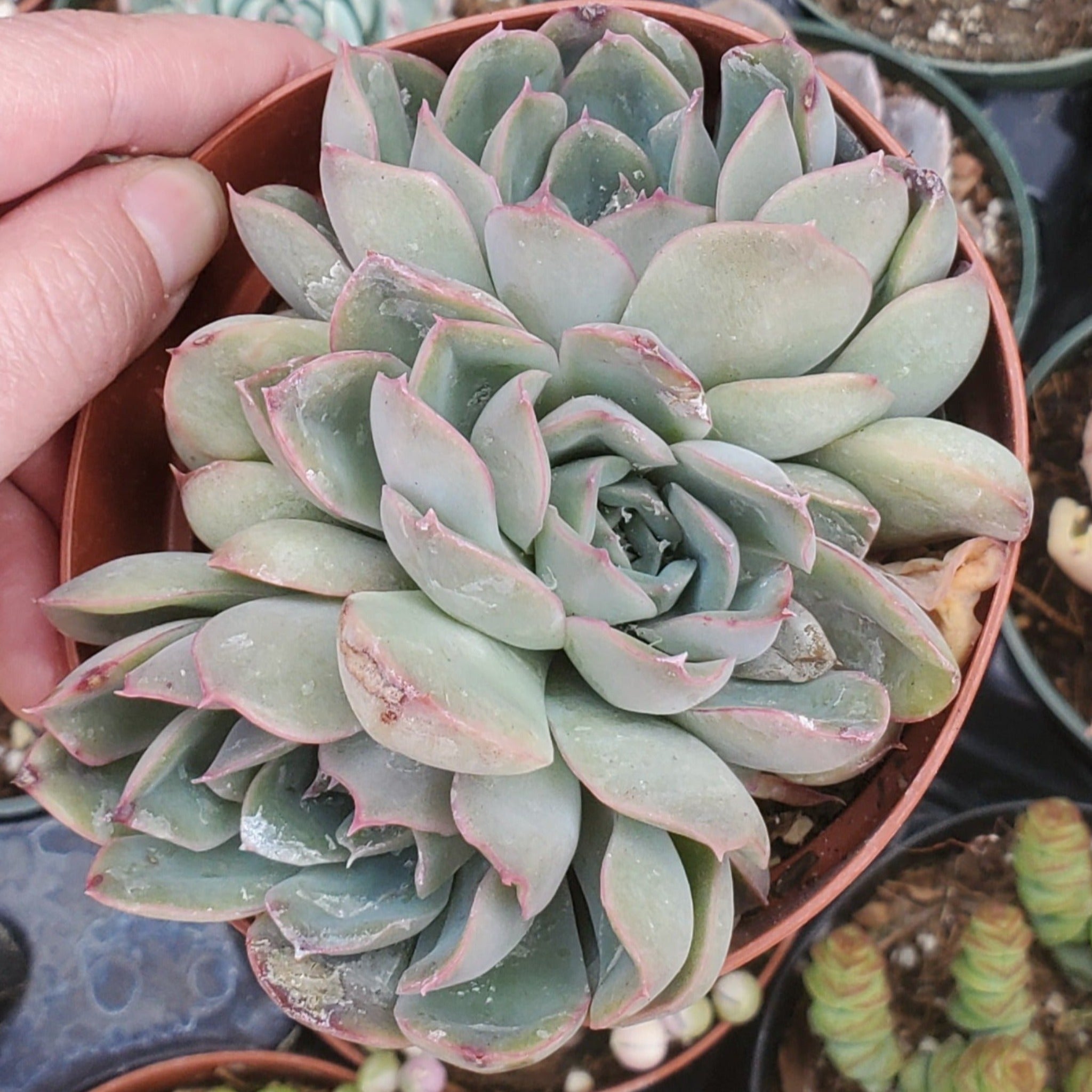 Echeveria 'Pulidonis'