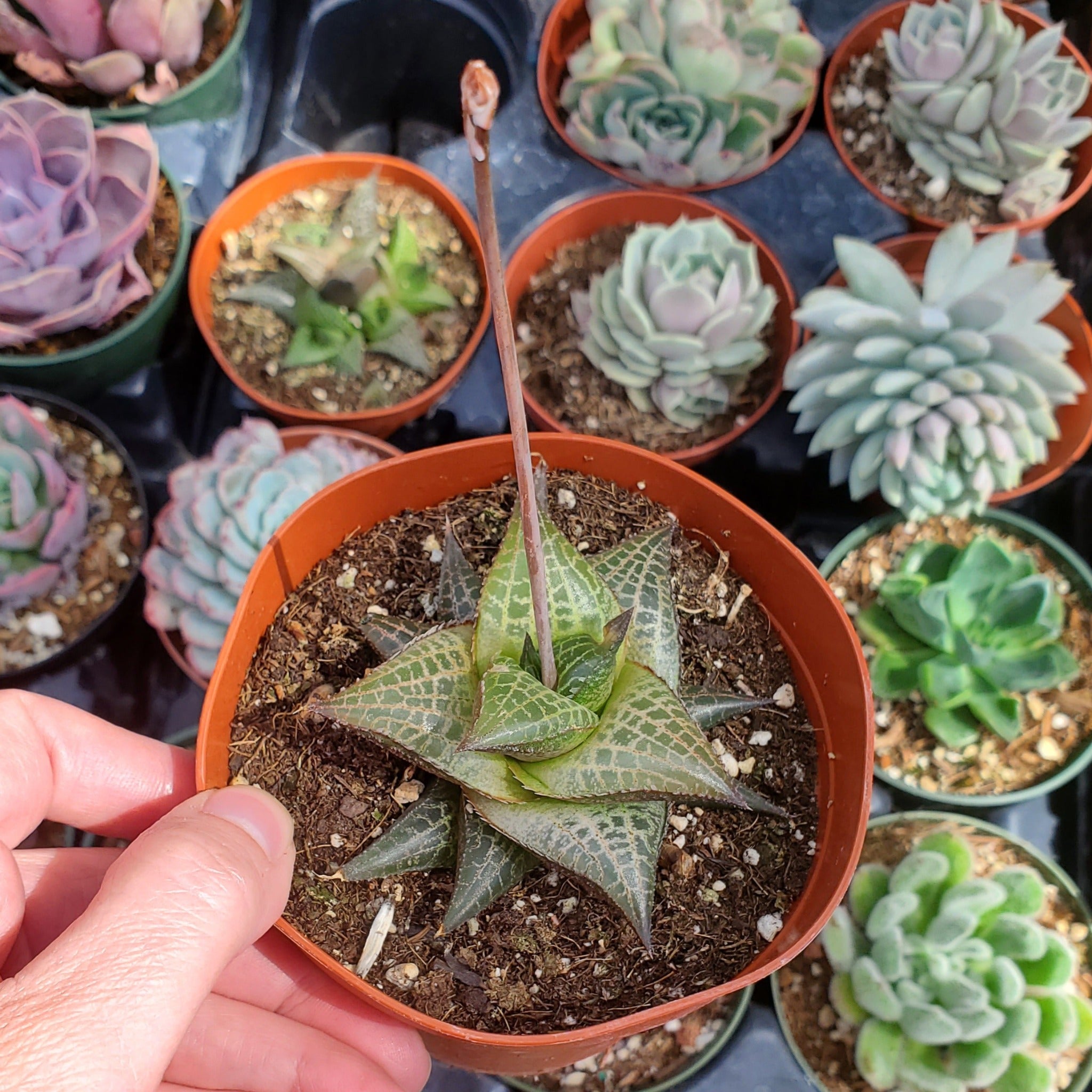venosa succulent Haworthia venosa ssp. tessellata