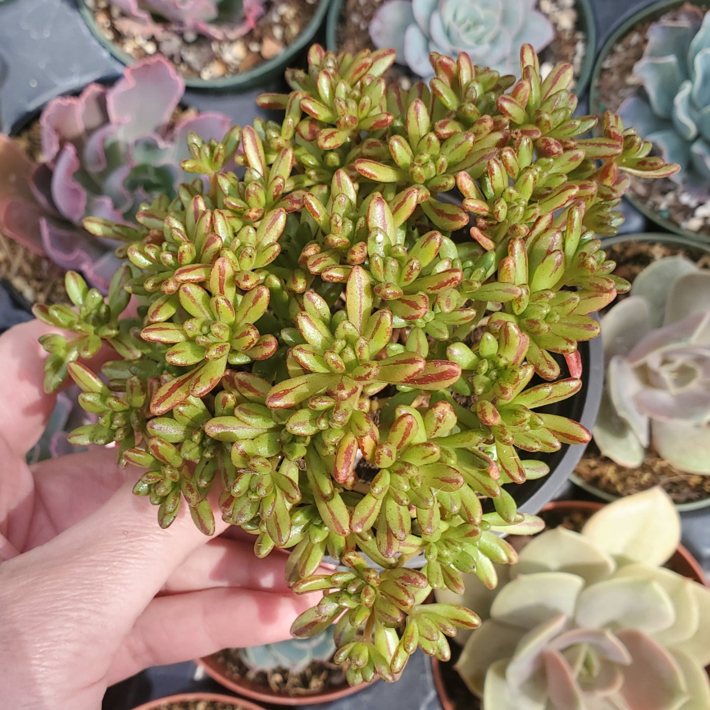 Aeonium sedifolium 'Dwarf Aeonium'