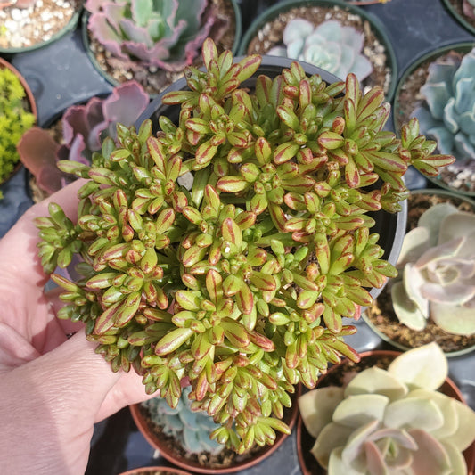 Aeonium sedifolium 'Dwarf Aeonium'