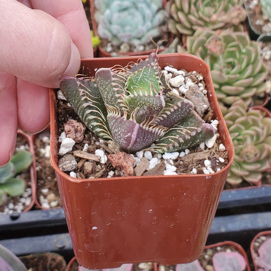 Faucaria Tuberculosa