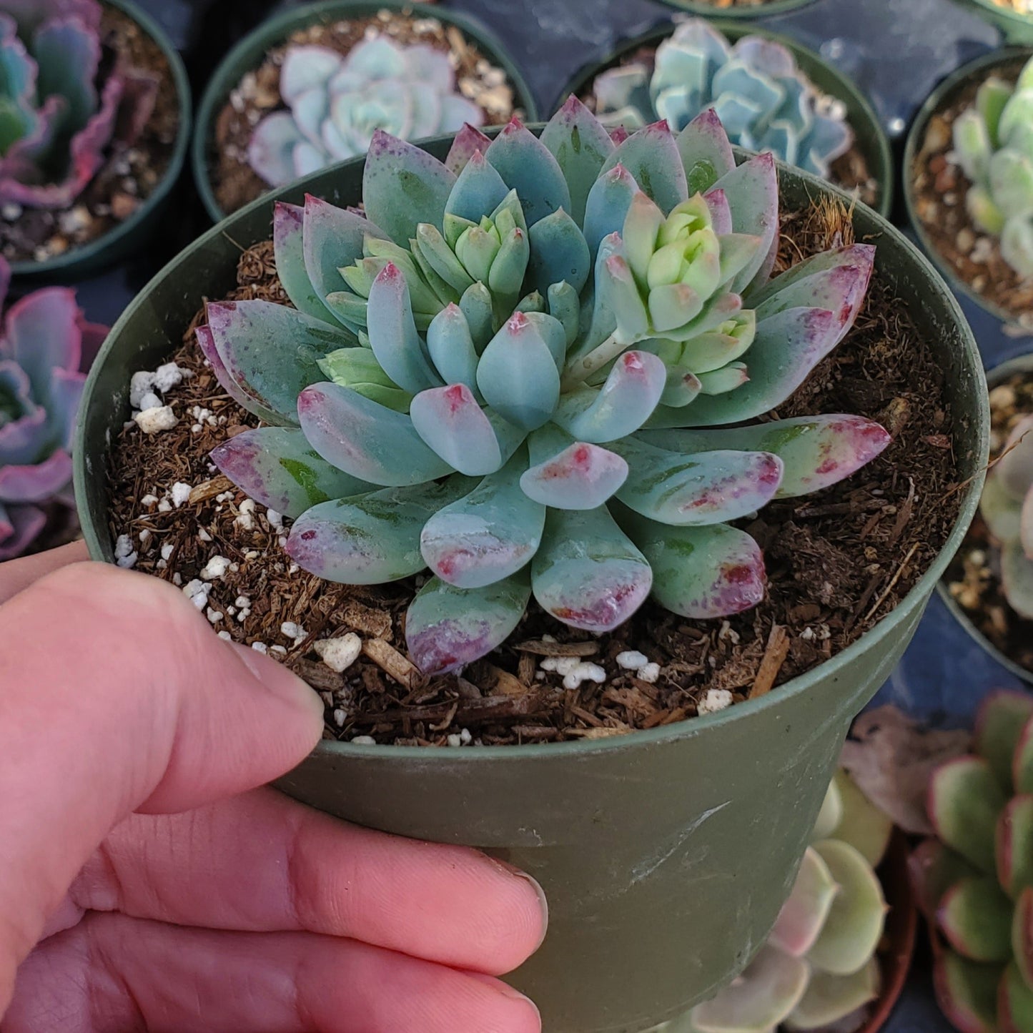 Sedeveria 'Blue Elf'