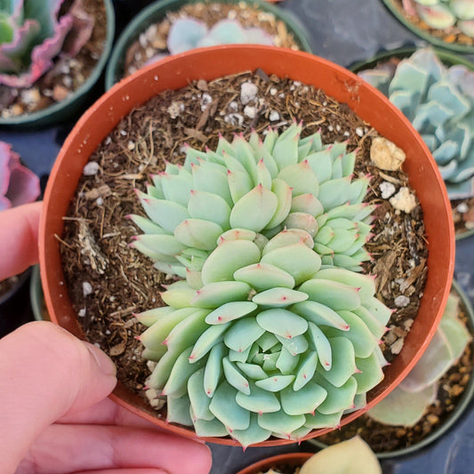 Echeveria derenbergii 'Painted Lady”