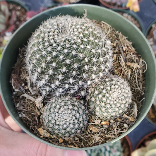 Rebutia krainziana