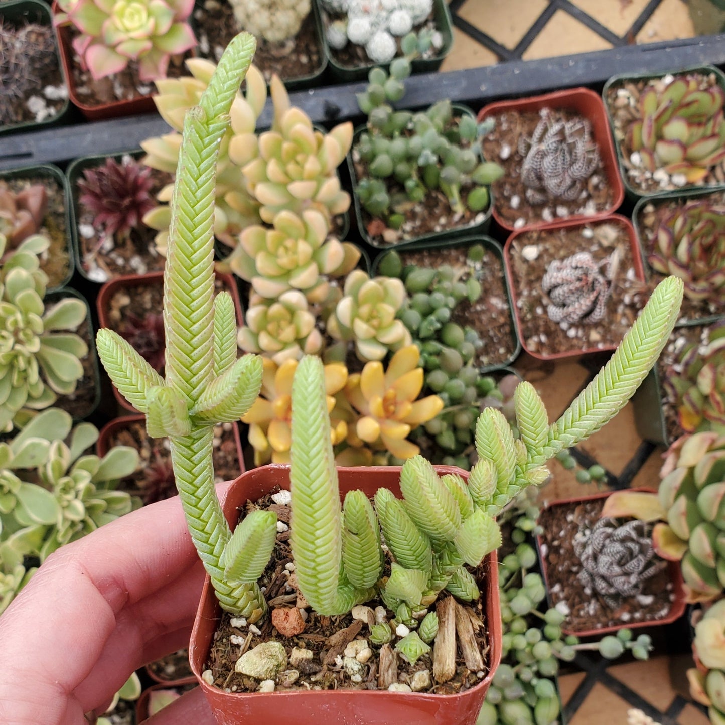 Crassula muscosa 'Watch Chain' or 'Zipper Plant'