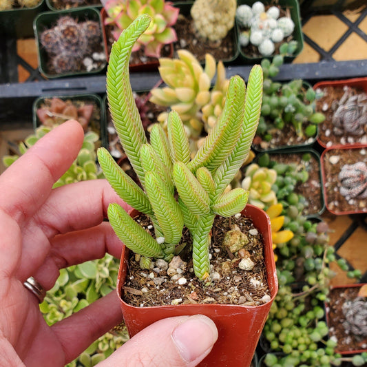 Crassula muscosa 'Watch Chain' or 'Zipper Plant'