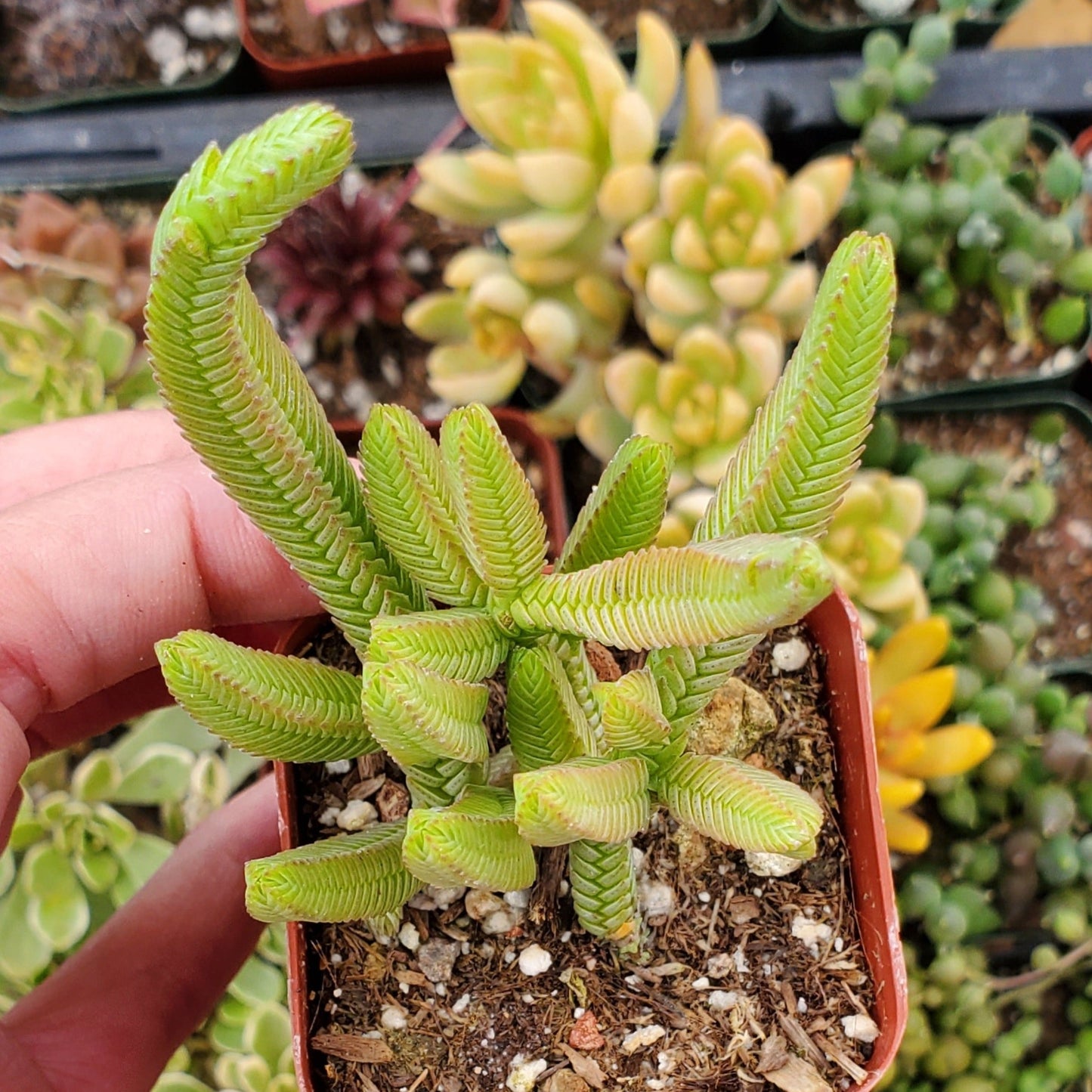 Crassula muscosa 'Watch Chain' or 'Zipper Plant'