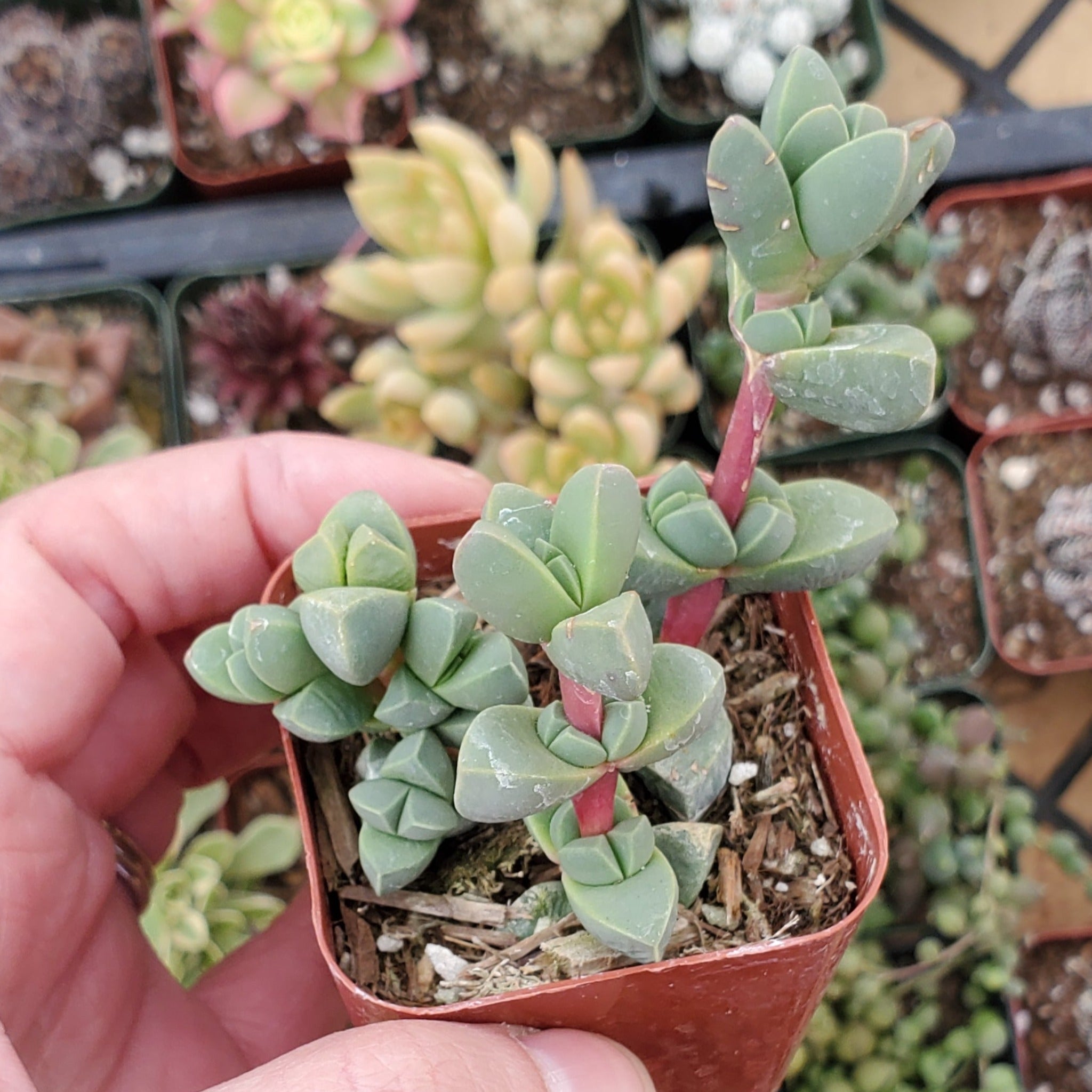 succulent ice plant Corpuscularia lehmannii 'Ice Plant'