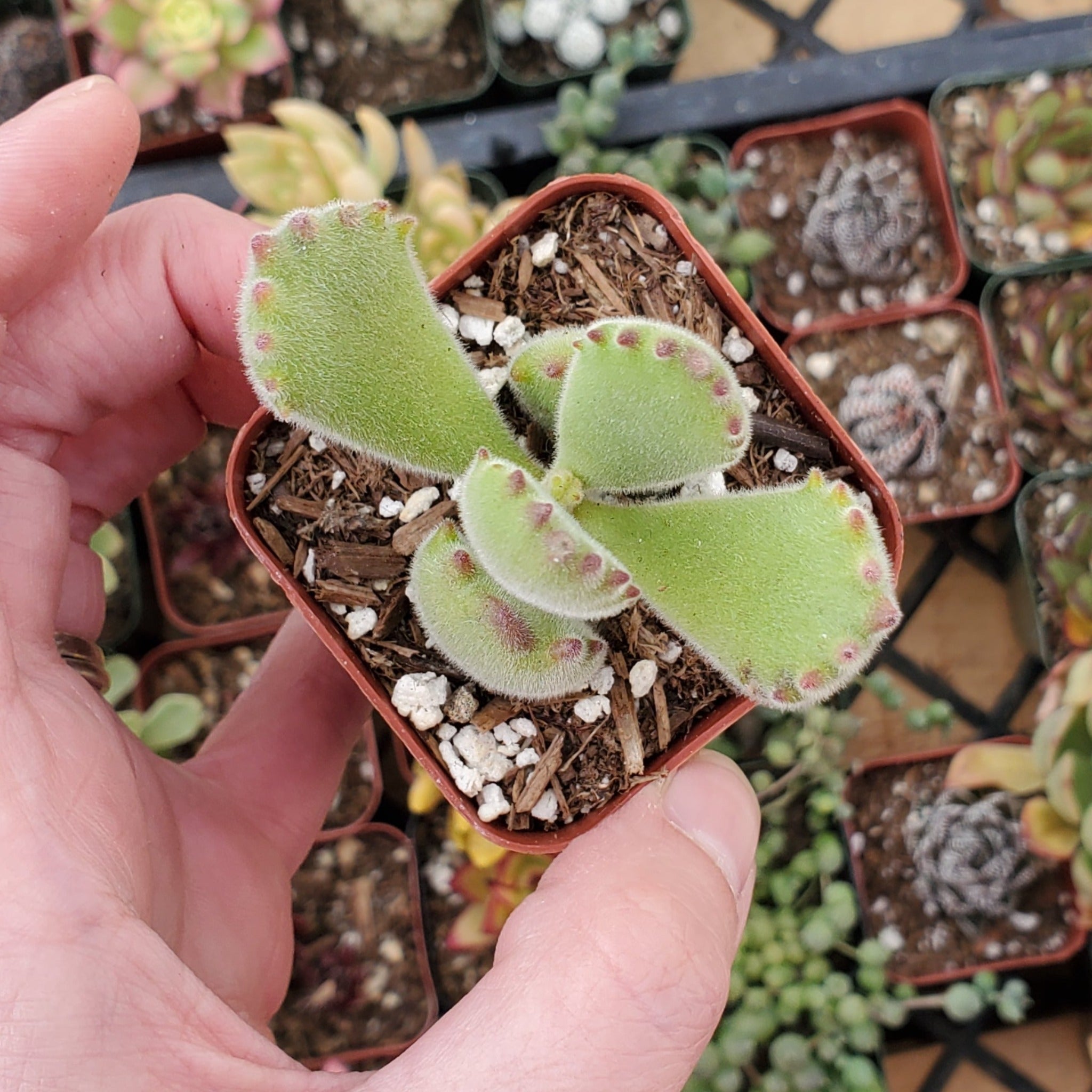 succulent that looks like bear paws Cotyledon tomentosa 'Bear's Paw'