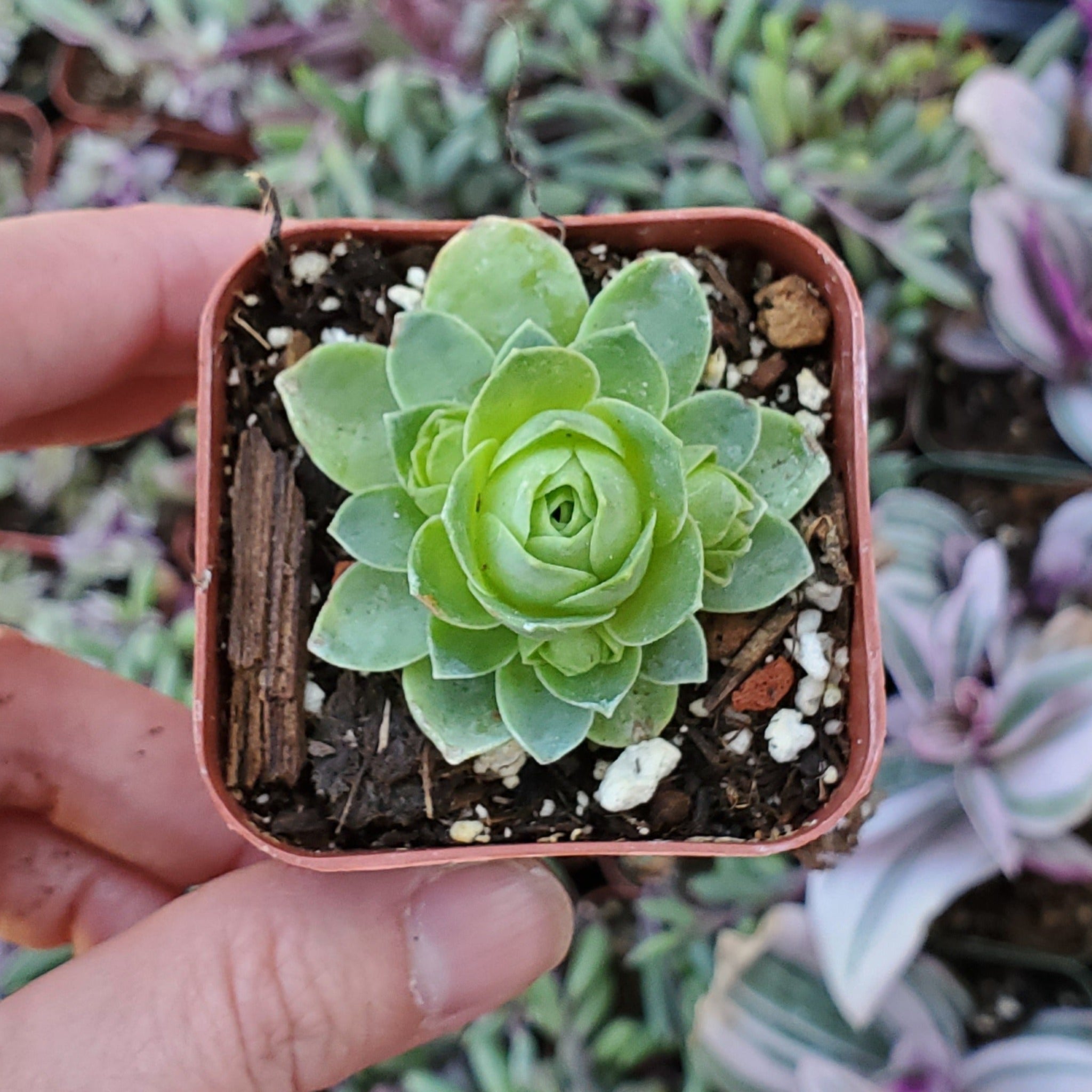 greenovia succulent Greenovia dodrentalis 'Mountain Rose'