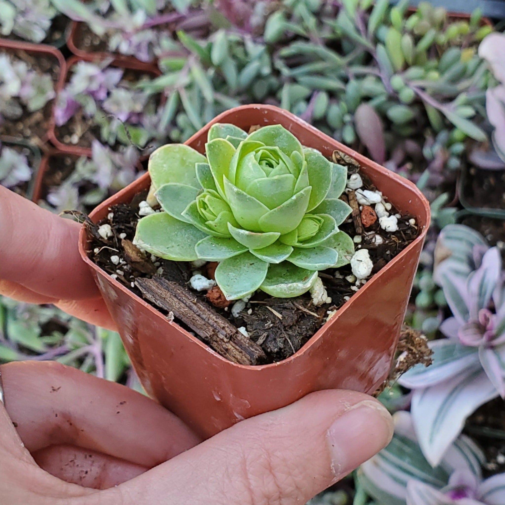 mountain rose succulent plant for sale Greenovia dodrentalis 'Mountain Rose'