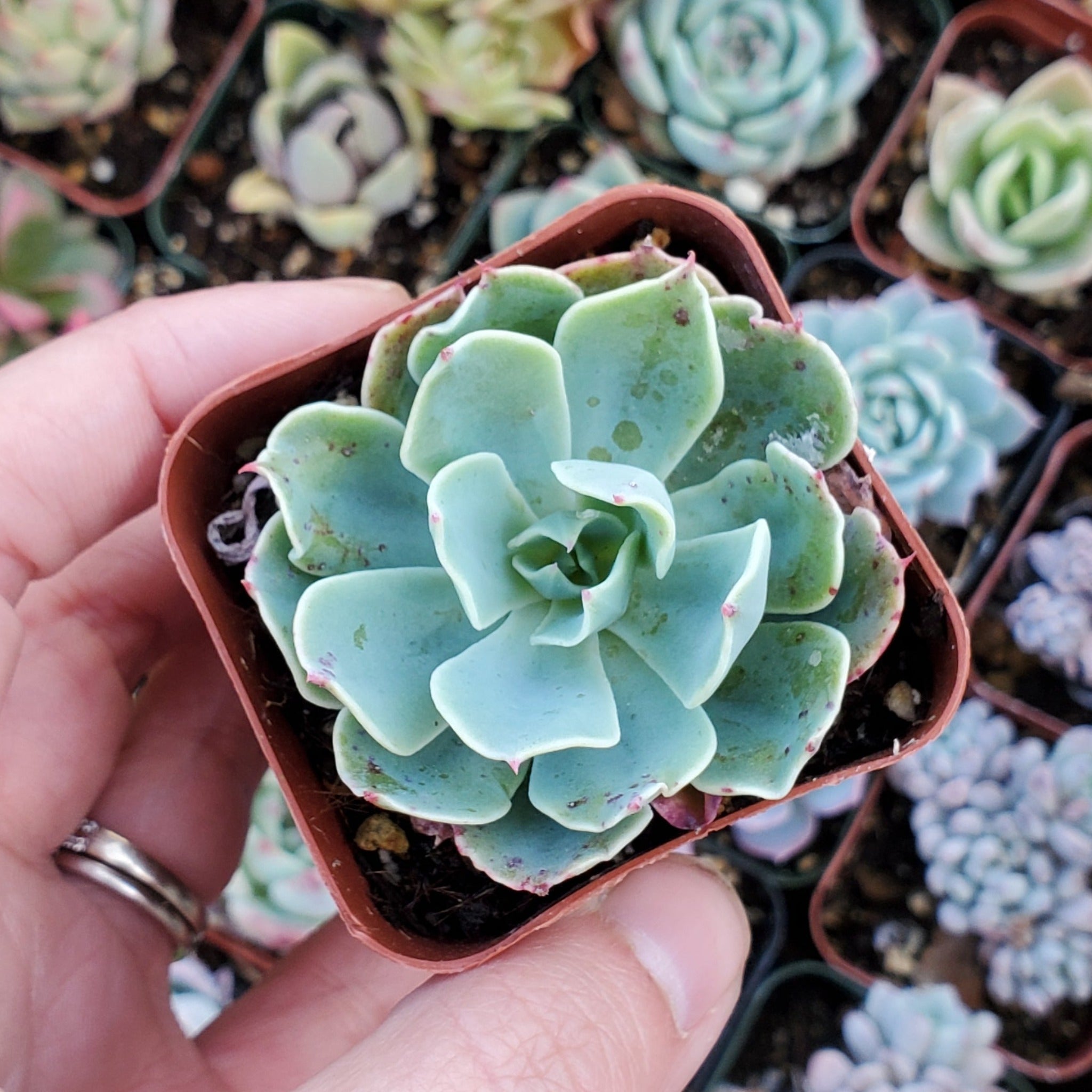 ruffled leaf succulent Echeveria 'Blue Ruffles'