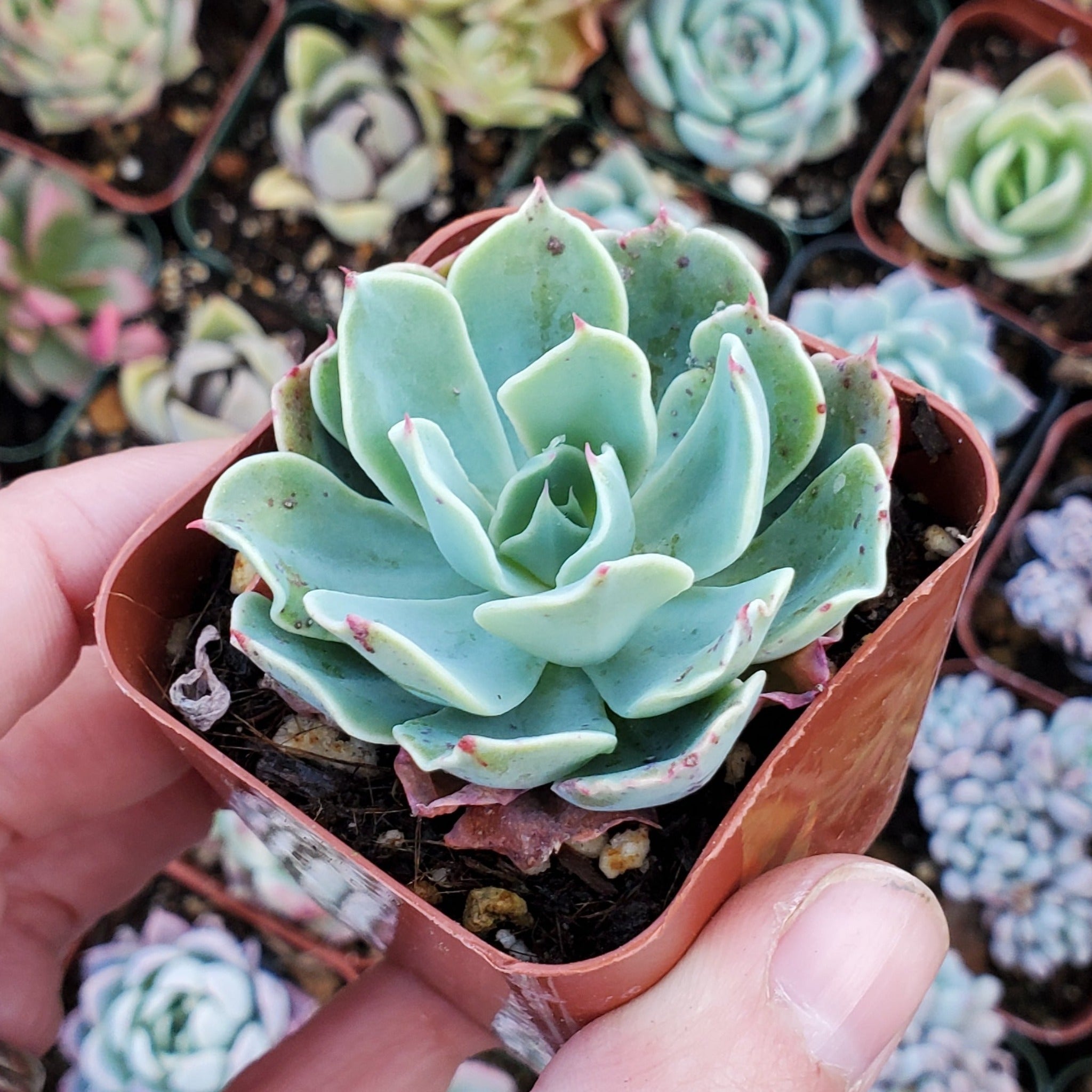 belle blue succulent Echeveria 'Blue Ruffles'