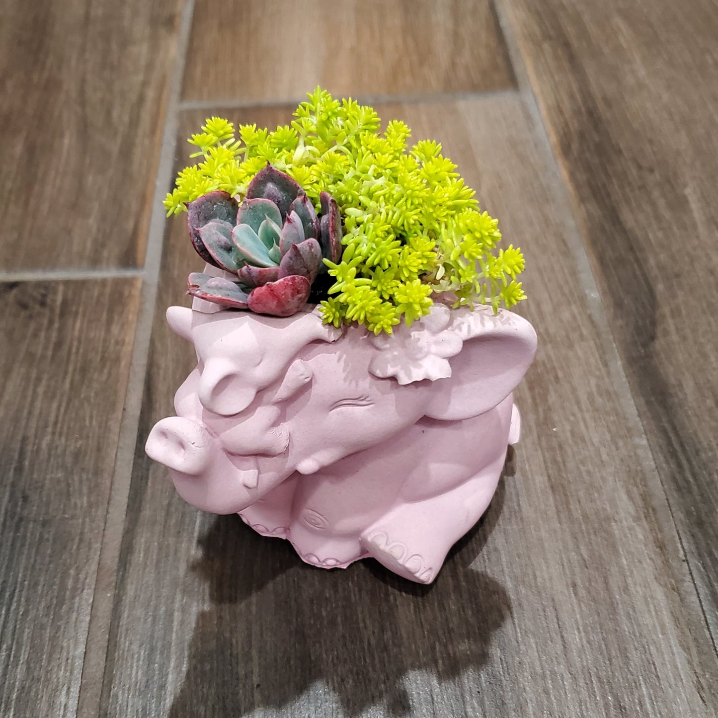 Elephant Planter Arrangement