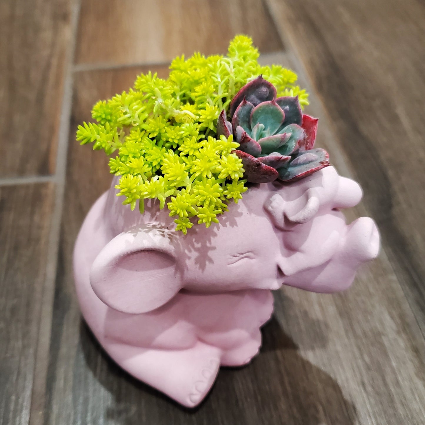 Elephant Planter Arrangement