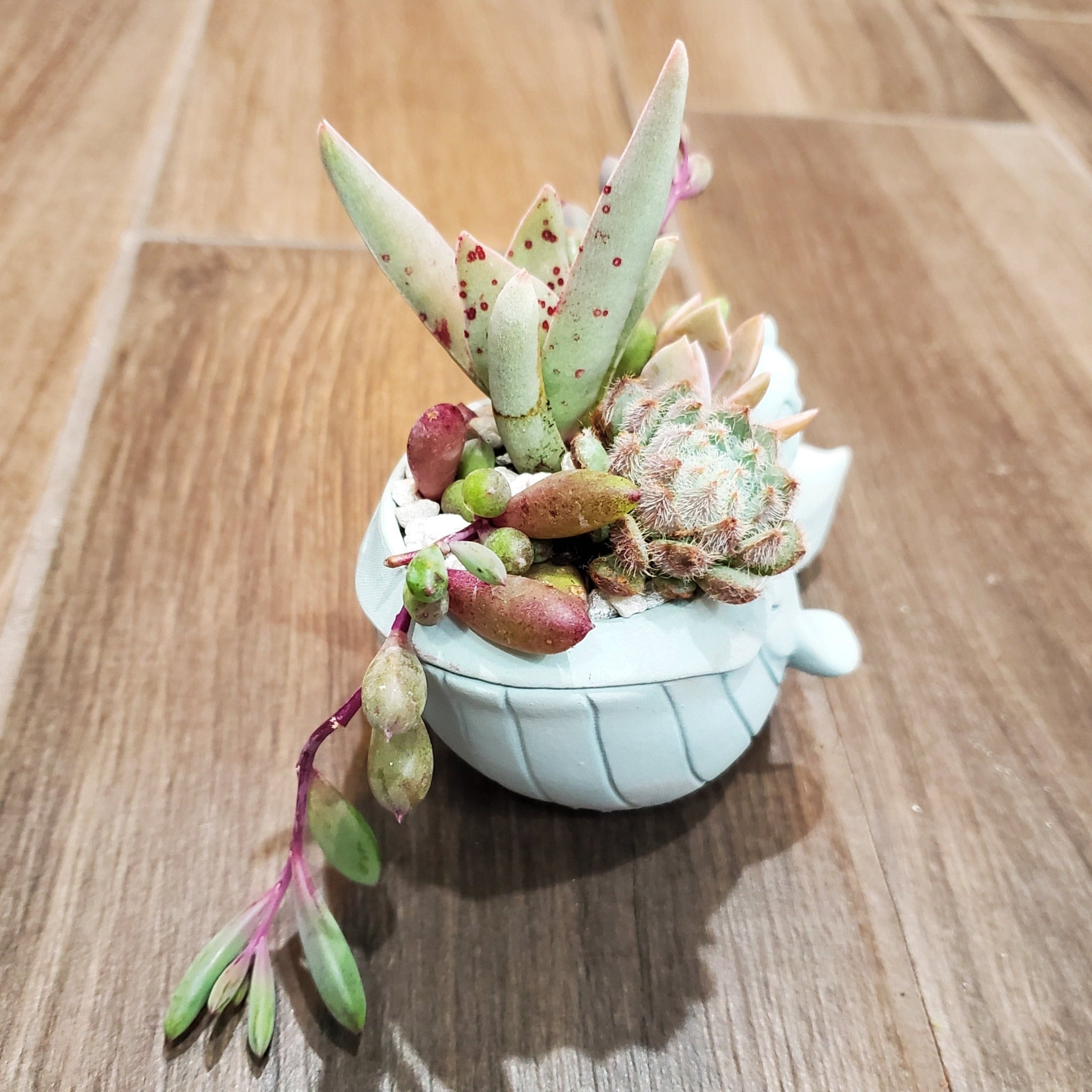 whale succulent pot Whale Planter Arrangement