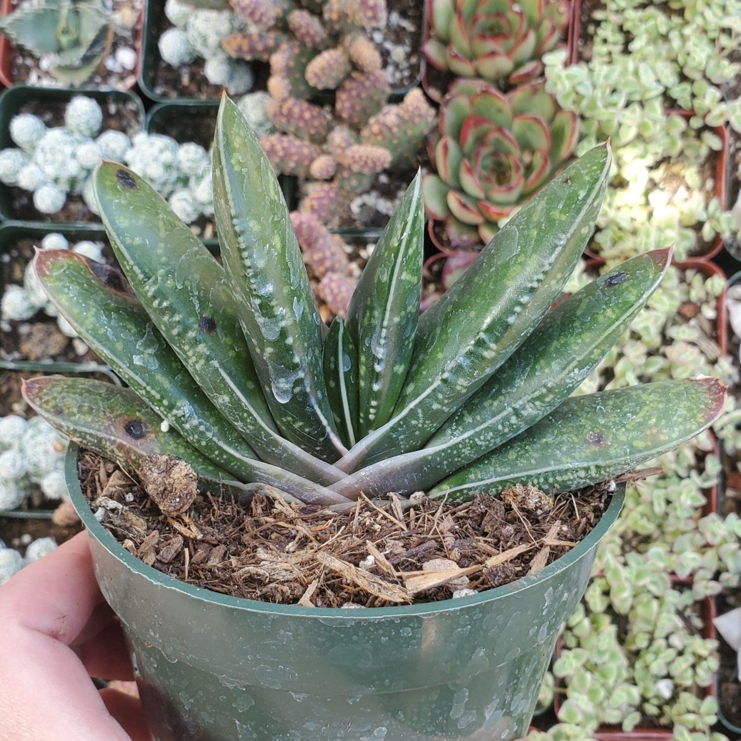 Gasteria bicolor var. liliputana