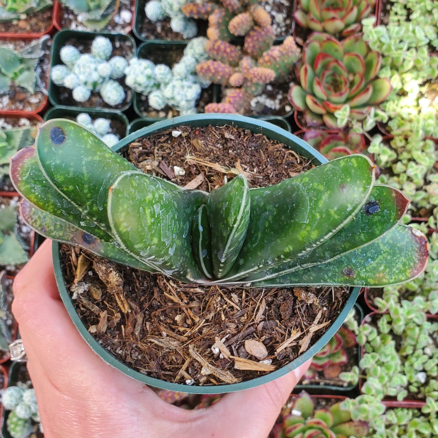 Gasteria bicolor var. liliputana