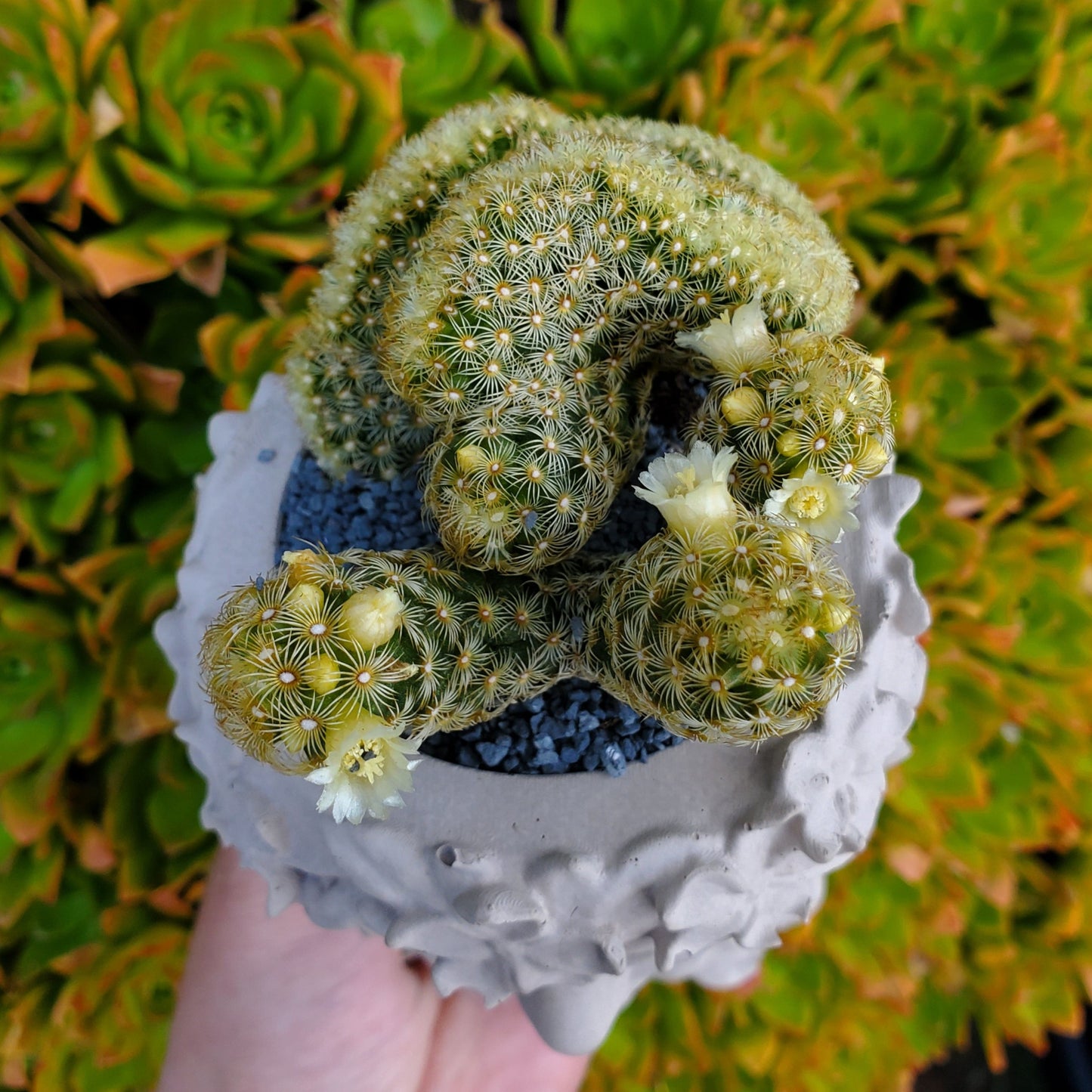 'Brain Cactus' Goddess Arrangement