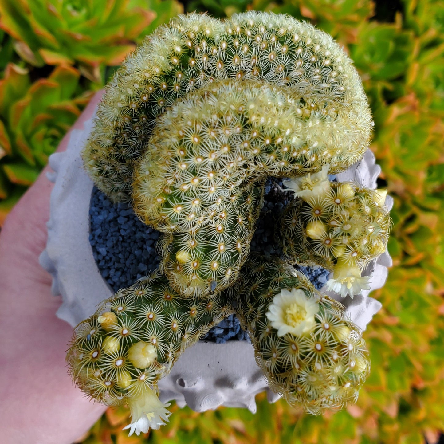 'Brain Cactus' Goddess Arrangement