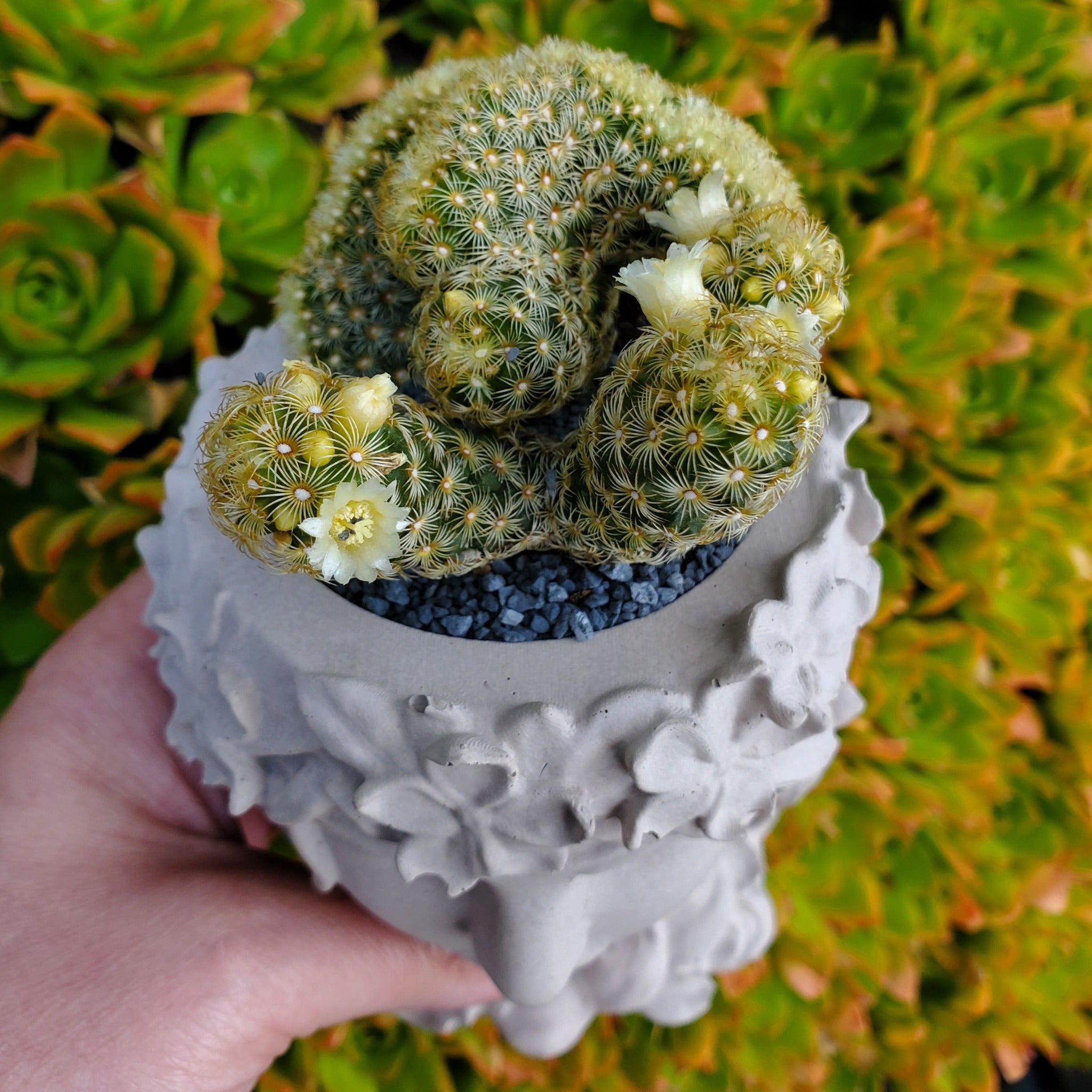 succulent plant that looks like a brain 'Brain Cactus' Goddess Arrangement
