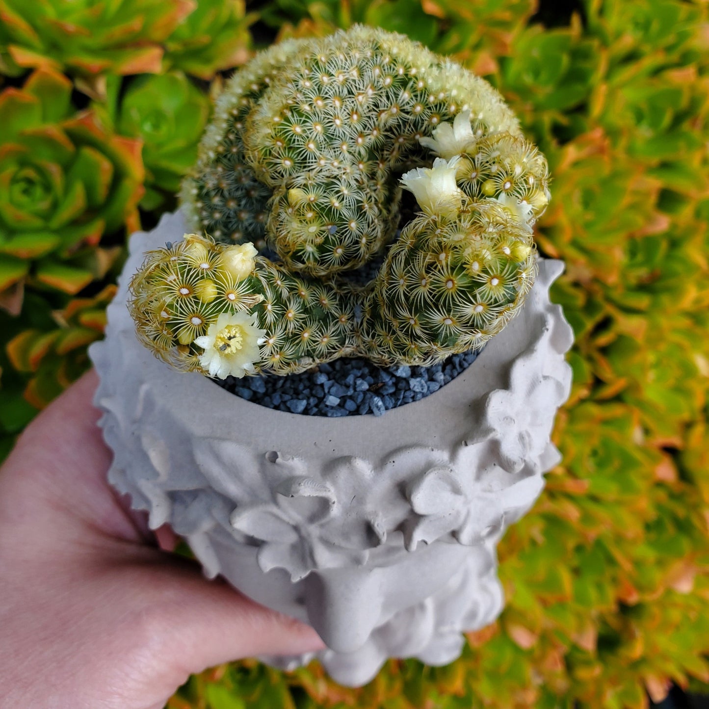 'Brain Cactus' Goddess Arrangement