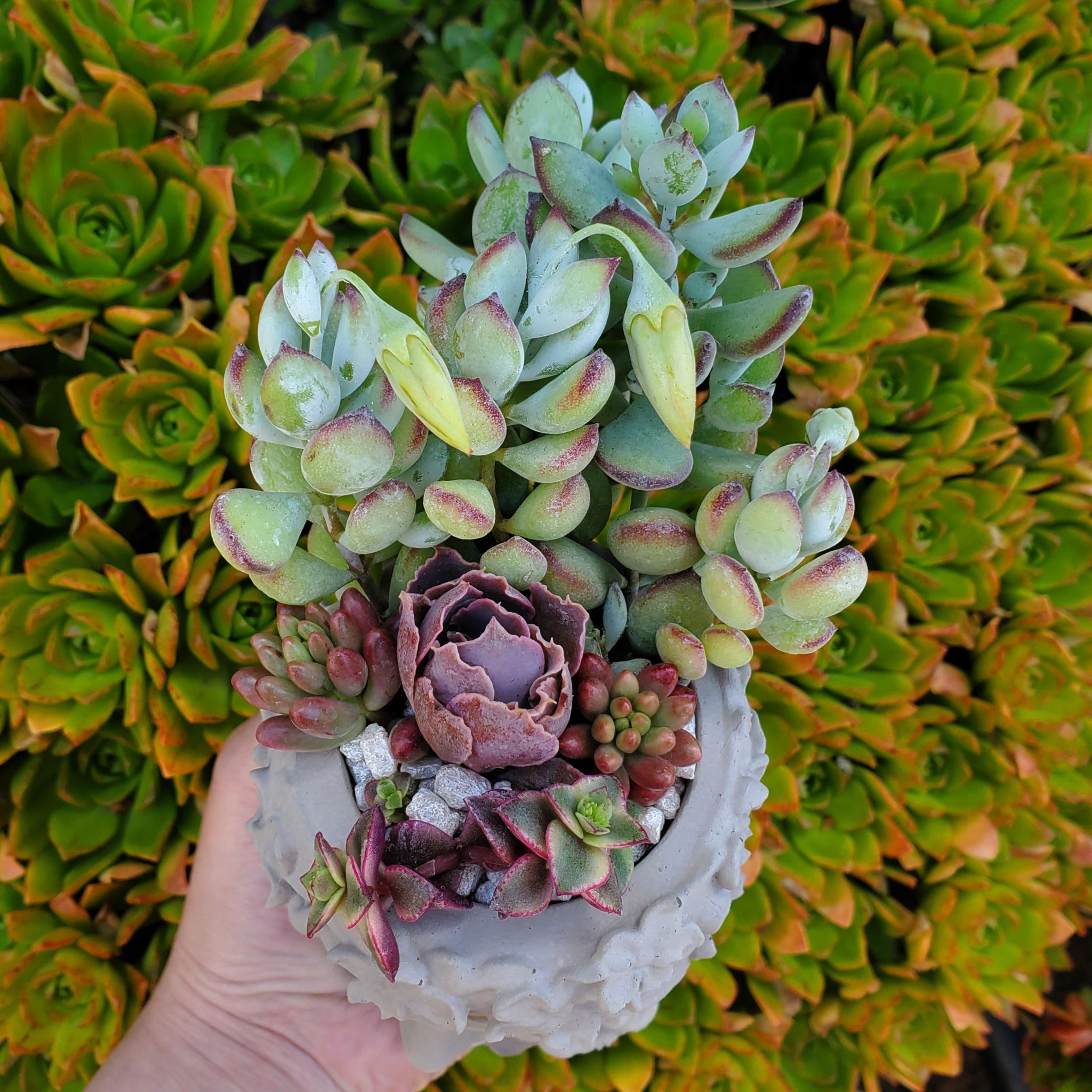 green goddess succulent Succulent Goddess Arrangement