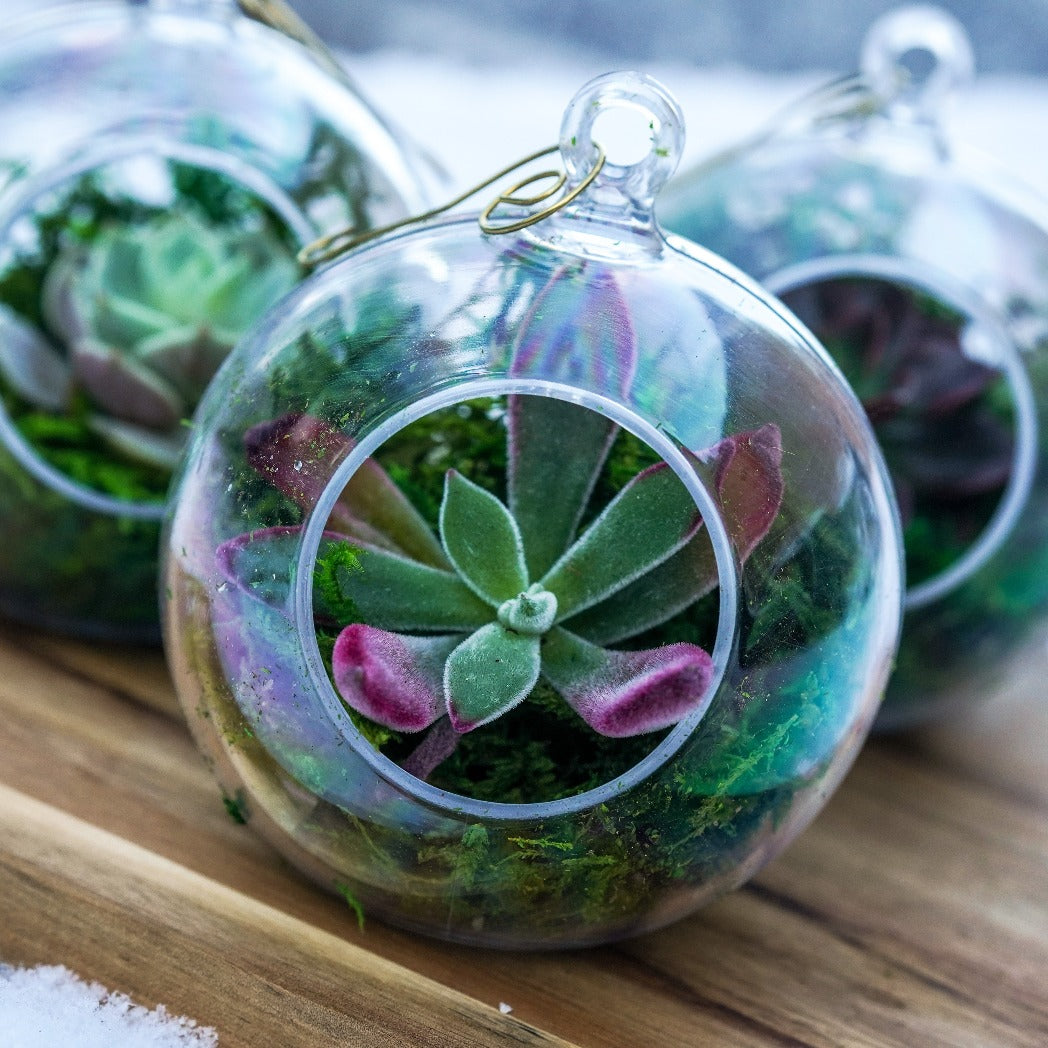 plant terrarium hanging DIY Succulent Hanging Terrarium Kit 2 Kits